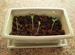 Some seeds also require precisely controlled conditions for germination. Growing A Bonsai From A Seed