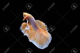These freshwater fish are known best for their beautiful fins male elephant ear betta (betta splendens). The Moving Moment Of Gold Silver Half Moon Big Ear Oe Elephant Stock Photo Picture And Royalty Free Image Image 138517251