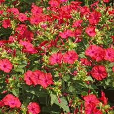 Four o'clock flowers or gulbakshi (marathi name) or mirabilis jalapa (botanical name) is the most commonly grown plant. Red Four O Clock Flower Seeds Mirabilis Jalapa Red Seeds
