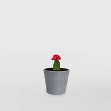 Always a great experience when buying from planet desert always meets my expectations,, my. Moon Cactus Mini Ecopot Gift Plants Delivered In Sydney
