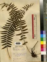 Image result for Asplenium barteri