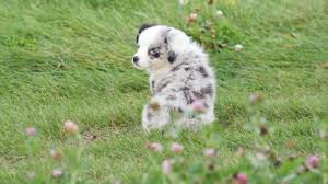 One is grey with blue eyes and she's 750$ they will be ready to go soon! Miniature Australian Shepherd Mix Puppies For Sale Greenfield Puppies