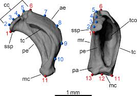 What are convex and concave functions? The Morphological Diversity Of The Quadrate Bone In Squamate Reptiles As Revealed By High Resolution Computed Tomography And Geometric Morphometrics Palci 2020 Journal Of Anatomy Wiley Online Library