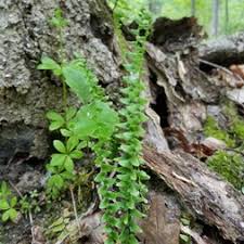 Image result for Asplenium preussii