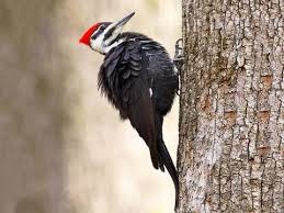 Pileated Woodpecker Identification All About Birds Cornell