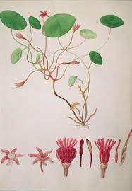 Arts and flowers garden centre. Famous Botanical Artists Botanical Art Artists