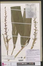 Image result for Renealmia africana