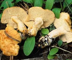 Image result for Hylodesmum repandum