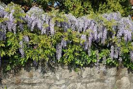Zone 3 Wisteria Plants Varieties Of Wisteria Vines For Zone 3 Wisteria Tree Wisteria Plant Wisteria