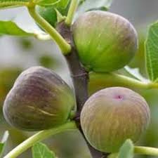 Whether you're planting your fig trees indoors or outdoors, select an area that receives 6 hours of sunlight or more per day. 18 Growing Fig Trees Ideas Fig Tree Growing Fig Trees Fig