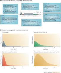 Your goal will be to provide convincing evidence to the reader that your position is the correct stance to take on an issue. Mrna Based Therapeutics Developing A New Class Of Drugs Nature Reviews Drug Discovery