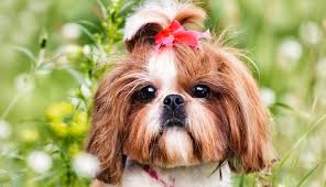 Eye lids are closed tight and ear. Shih Tzu Growth Chart Shih Tzu Puppy Weight Chart
