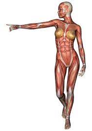All these scans are supplied in both ztl and decimated obj formats, colour maps. 3d Digital Render Of A Female Anatomy Figure With Muscles Map Stock Photo Picture And Royalty Free Image Image 25674566