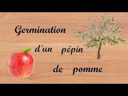 Epingle Sur Jardin