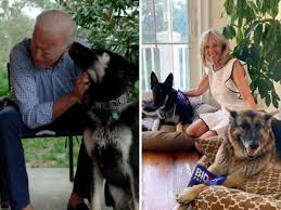 The pet shop thugs at tim. Farewell White House Biden S German Shepherd Major Sent Back Home To Wilmington After He Bit Security Agent The Economic Times