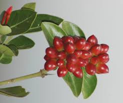 Image result for Carissa spinarum