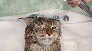 Prevent clicks on page when mobile menu is being shown. Should You Wash Your Cat Here S The Answer And How To Wash Your Cat
