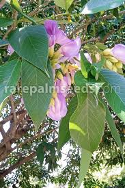 Image result for Clitoria