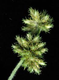 Image result for Fuirena stricta