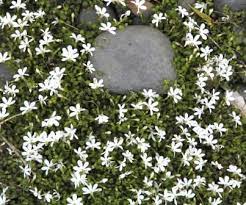 Pratia Angulata White Star Creeper Nz Native Plant Under The Gardenias Native Garden Native Plants Garden Landscape Design