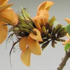 Image result for Erythrina afra