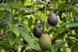 Maybe you would like to learn more about one of these? How To Grow Avocados From The Stone Bbc Gardeners World Magazine