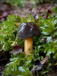 Image result for Scleria foliosa