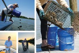 In Praise of the Humble Oysters