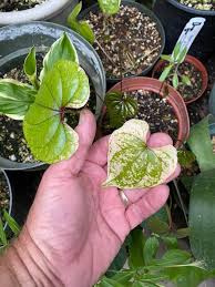 Image result for Dioscorea asteriscus
