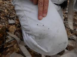 May 13, 2016 · in areas endemic for ticks, activities as commonplace as playing in a backyard, visiting a neighborhood park, gardening, or walking dogs are potential sources of tick exposure. Ticks Tickborne Disease Minnesota Dept Of Health