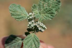 Image result for Heliotropium supinum