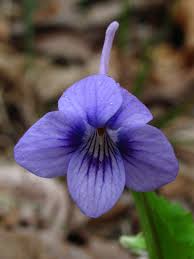 Image result for Violaceae