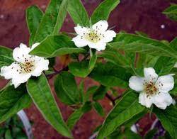 Chinese name gou qi zi english name black goji berry,wolfberry fruit botanical. Medlar Trees For Sale Burnt Ridge Nursery Buy Medlar Trees