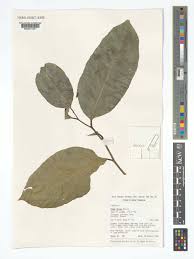 Image result for Panda oleosa