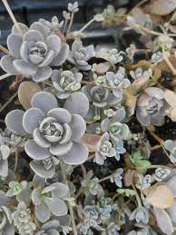 Orostachys Iwarenge Chinese Dunce Cap In China Called Wa Song Shu Z 5 10 Heritage Flower Farm Flower Farm Flower Spike Plant Goals