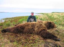 This is the ultimate in bear viewing. Alaska Peninsula Brown Bear Hunt Quality Hunts