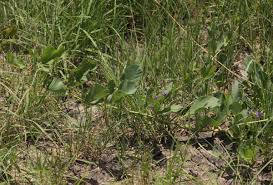 Image result for Neorautanenia