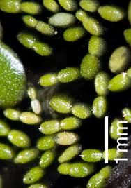 Image result for Wolffia arrhiza