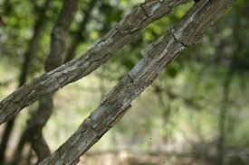 Image result for Marsdenia macrantha