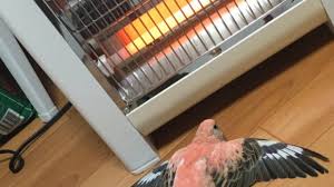 Keeping Birds Warm In Winter Queenslander Aviaries