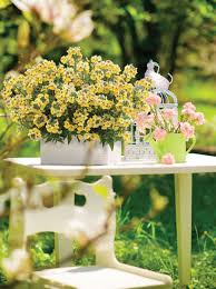 Image result for Nesaea dinteri