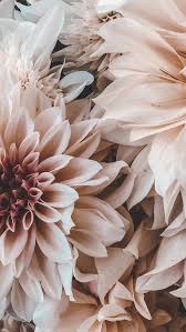 Pin By Melia Radford On Fond D Ecran Flower Phone Wallpaper Flower Wallpaper Floral Wallpaper