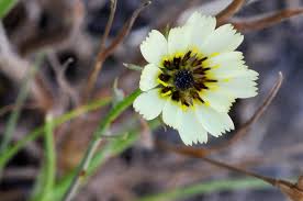 Image result for Tolpis