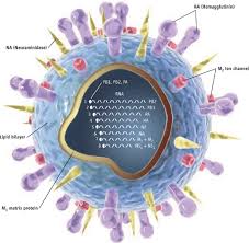 These viruses infect birds and — rarely — spread among humans. Molecular Dynamics Of The Bird Flu Virus Ohio Supercomputer Center