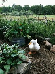 Duck In The Garden Farm Gardens Garden Farm
