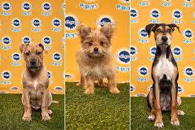 See more ideas about puppy bowls, dog bowls, dogs. Best Thing This Week The Philly Dogs In The Puppy Bowl