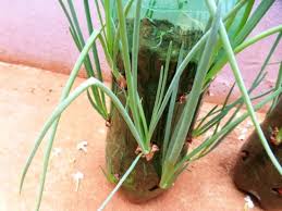 Check spelling or type a new query. Cara Menanam Daun Bawang Di Botol