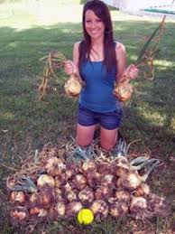 We did not find results for: 33 Onion Plants From Dixondale Farms Ideas Planting Onions Onion Plants