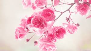 85 Desktop Wallpaper Hd Backgrounds 3d Anime Wallpaper 3d Wallpaper All Wallpaper Animal Beautiful Flowers Wallpapers Flower Wallpaper Flower Backgrounds
