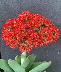 Image result for Crassula perfoliata